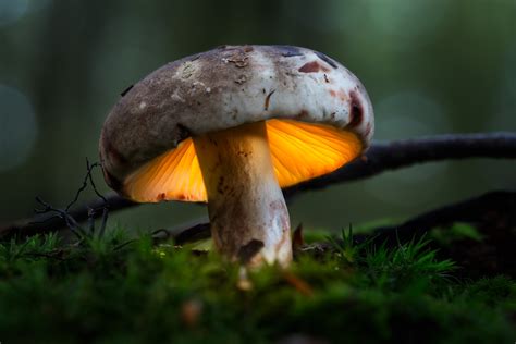 Exploring the Potential Therapeutic Uses of Magic Mushrooms in Idaho